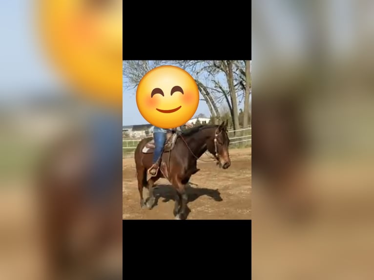 Quarter horse américain Hongre 12 Ans 163 cm  in Wolferstadt