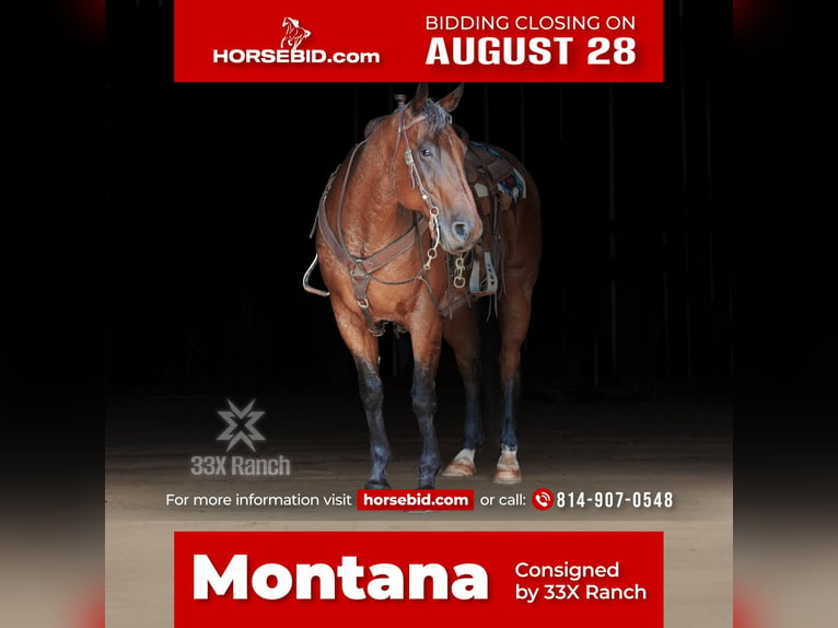 Quarter horse américain Hongre 12 Ans 163 cm Roan-Bay in Needmore, PA