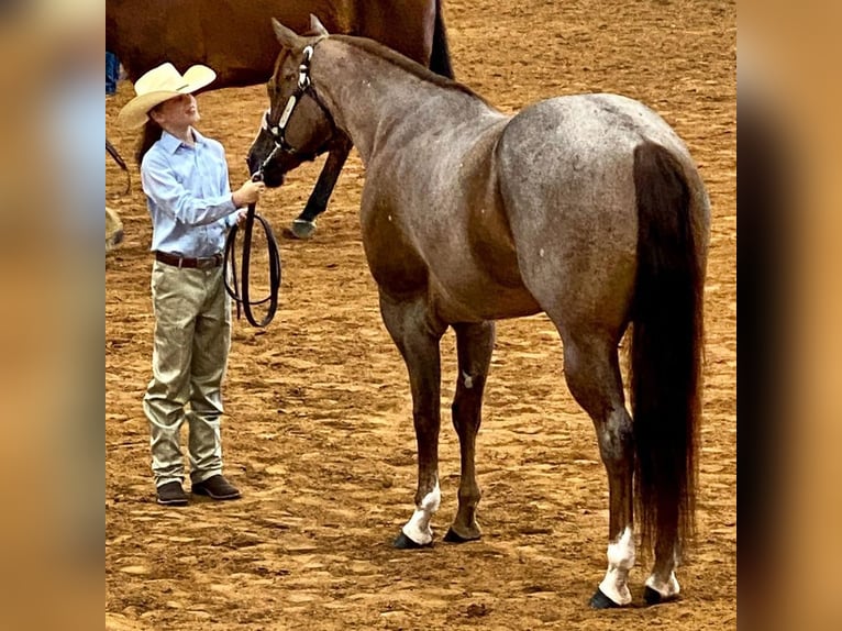 Quarter horse américain Hongre 12 Ans 163 cm Rouan Rouge in Terrell