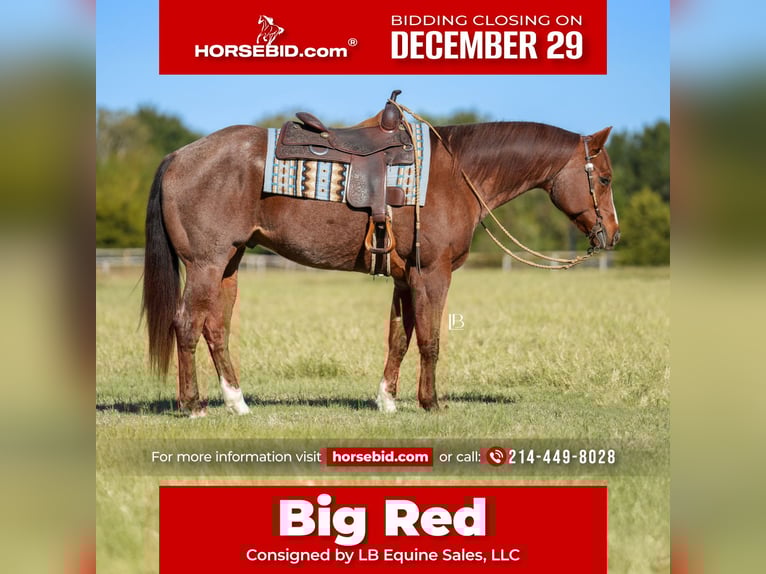 Quarter horse américain Hongre 12 Ans 163 cm Rouan Rouge in Terrell