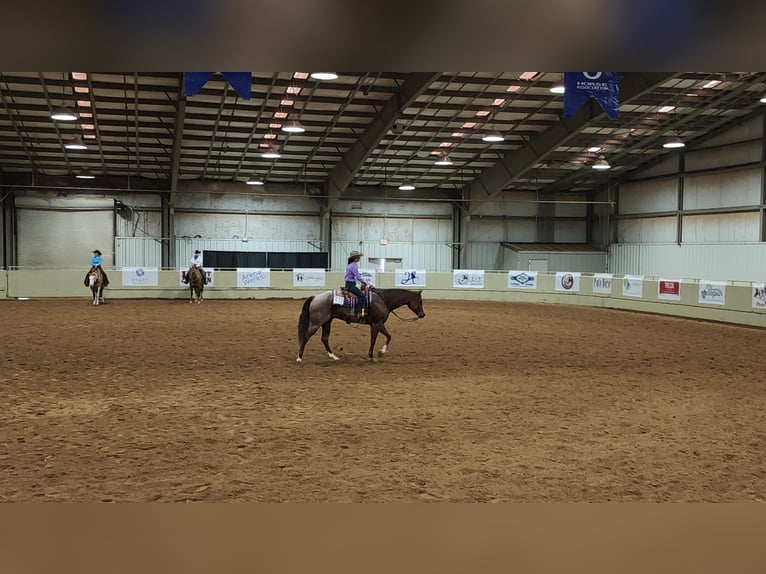 Quarter horse américain Hongre 12 Ans 163 cm Rouan Rouge in Terrell
