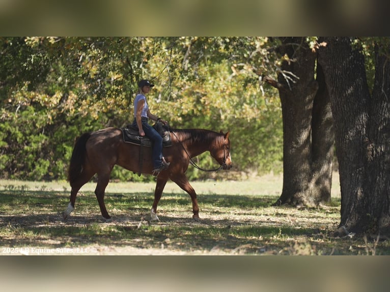 Quarter horse américain Hongre 12 Ans 163 cm Rouan Rouge in Terrell