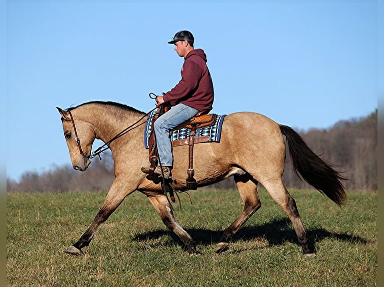 Quarter horse américain Hongre 12 Ans 165 cm Buckskin in Mount Vernon