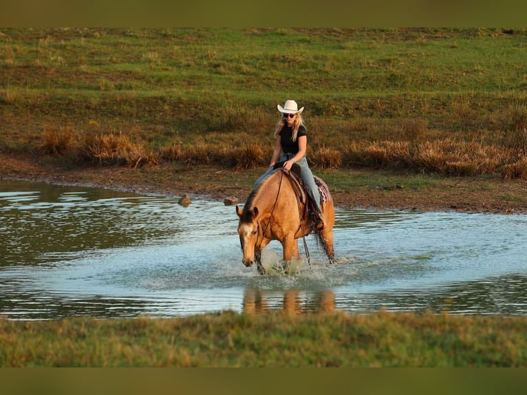 Quarter horse américain Hongre 12 Ans 168 cm Buckskin in Quitman