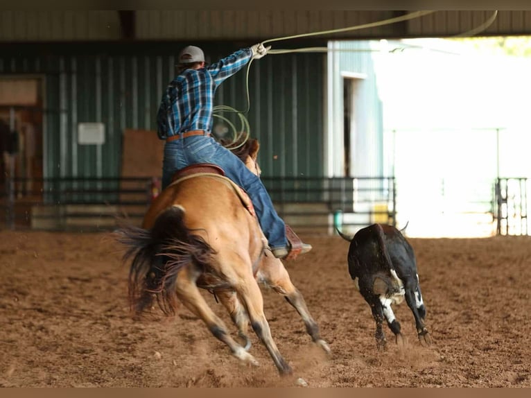Quarter horse américain Hongre 12 Ans 168 cm Buckskin in Quitman