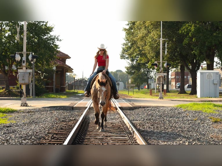Quarter horse américain Hongre 12 Ans 168 cm Buckskin in Quitman