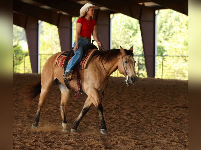 Quarter horse américain Hongre 12 Ans 168 cm Buckskin in Quitman