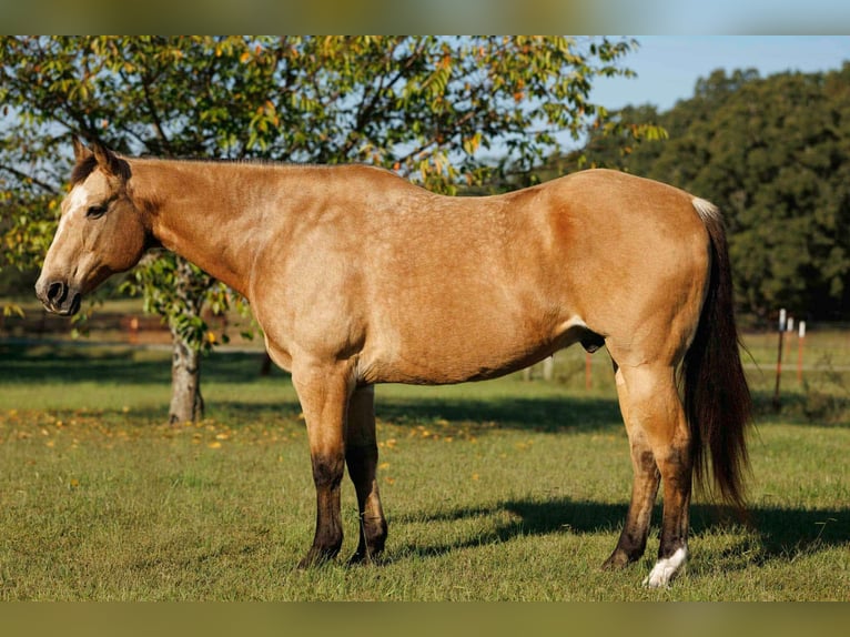 Quarter horse américain Hongre 12 Ans 168 cm Buckskin in Quitman