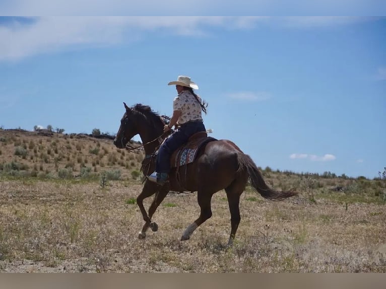 Quarter horse américain Hongre 12 Ans Alezan brûlé in Wendell