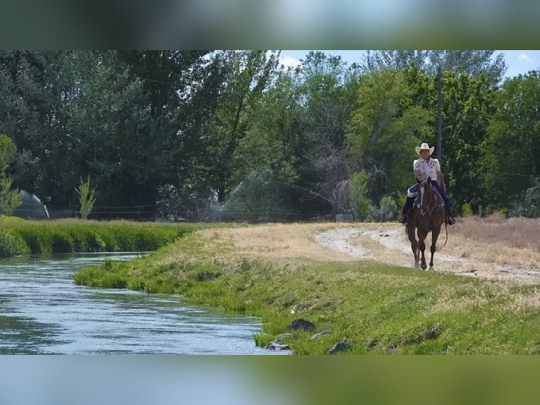 Quarter horse américain Hongre 12 Ans Alezan brûlé in Wendell