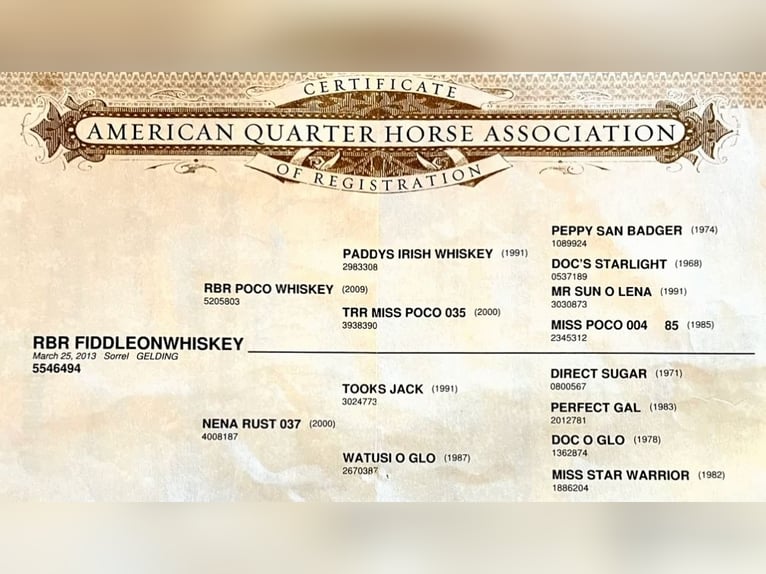 Quarter horse américain Hongre 12 Ans Alezan brûlé in Stephenville TX