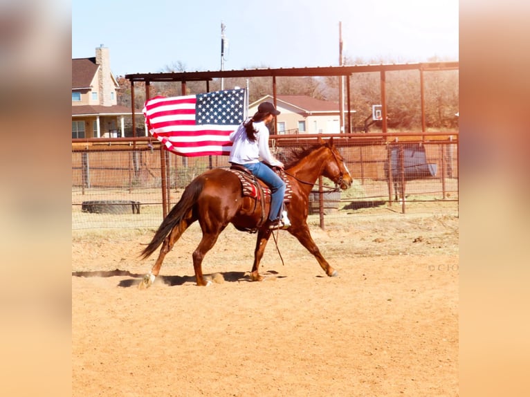 Quarter horse américain Hongre 12 Ans Alezan brûlé in Stephenville, TX
