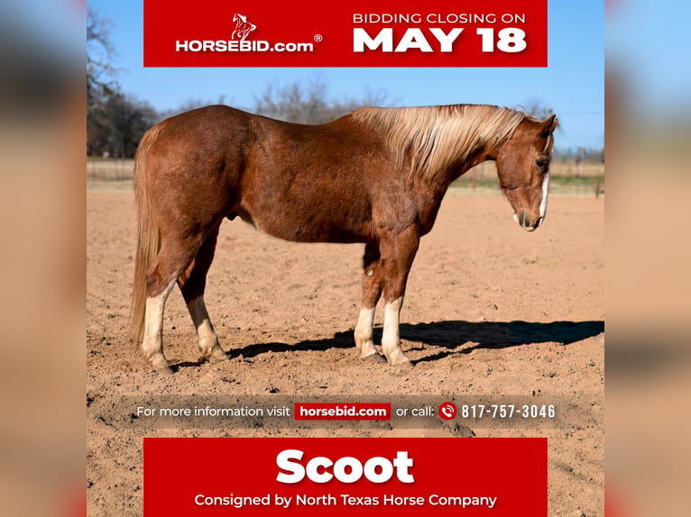 Quarter horse américain Hongre 12 Ans Alezan cuivré in Weatherford