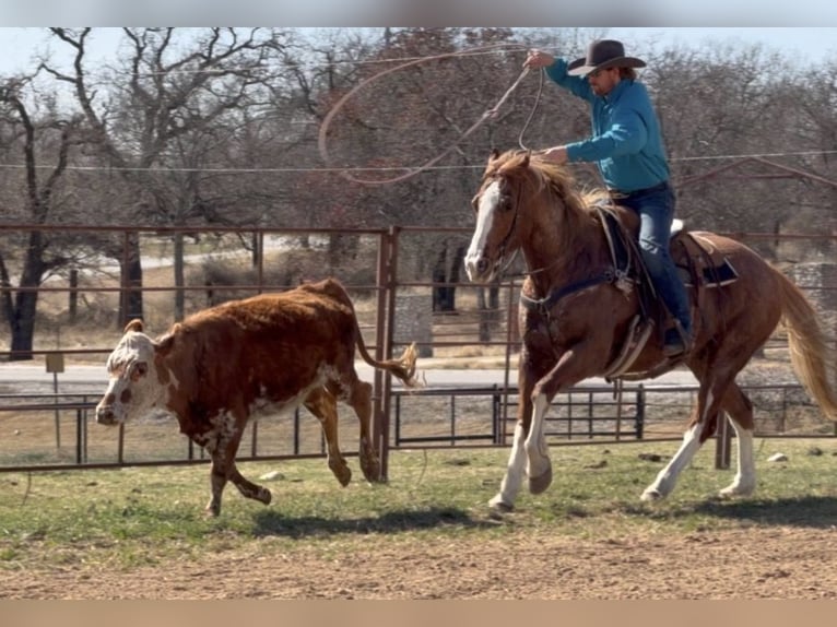 Quarter horse américain Hongre 12 Ans Alezan cuivré in Weatherford