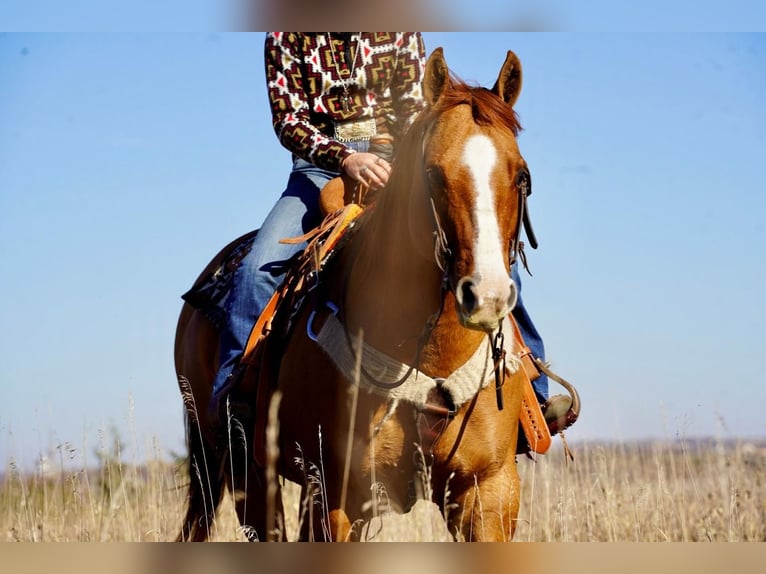 Quarter horse américain Croisé Hongre 12 Ans Alezan dun in Valley Springs, SD