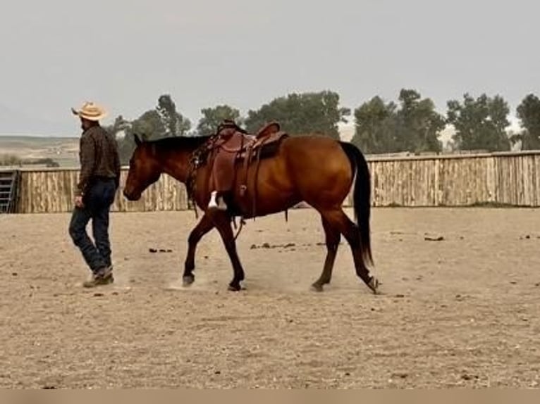 Quarter horse américain Hongre 12 Ans Bai cerise in Drummond, MT