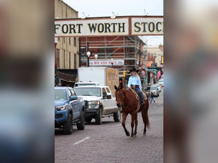 Quarter horse américain Croisé Hongre 12 Ans Bai cerise in Fort Worth, TX