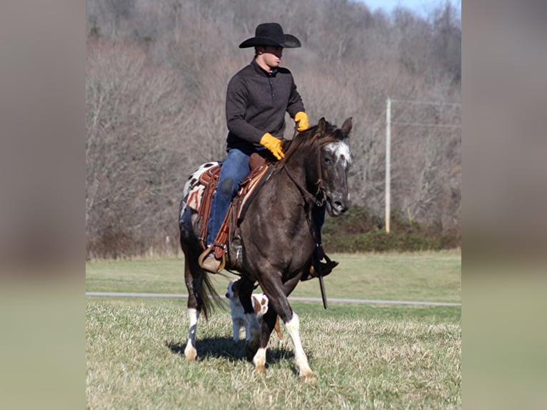 Quarter horse américain Hongre 12 Ans Bai cerise in Mount Vernon KY