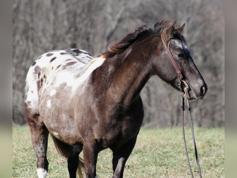 Quarter horse américain Hongre 12 Ans Bai cerise in Mount Vernon KY