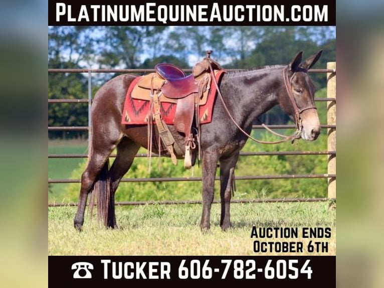 Quarter horse américain Hongre 12 Ans Bai cerise in Brooksville KY