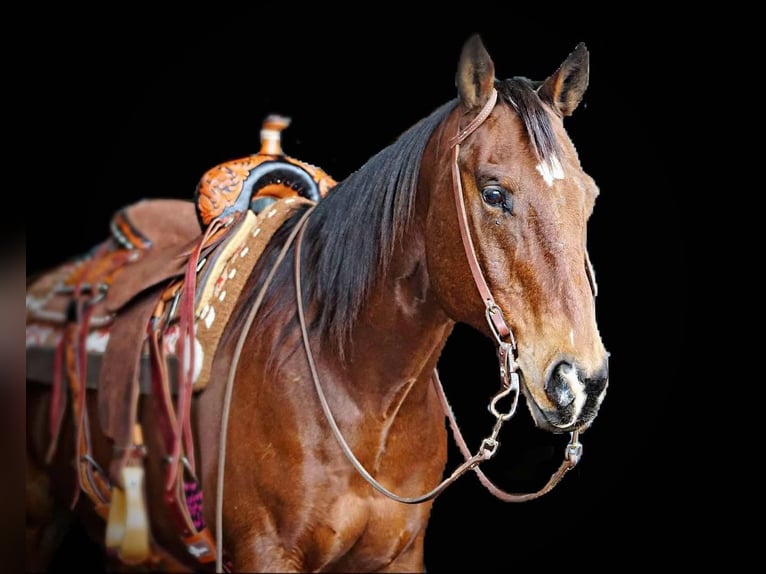 Quarter horse américain Hongre 12 Ans Bai cerise in Rineyville KY