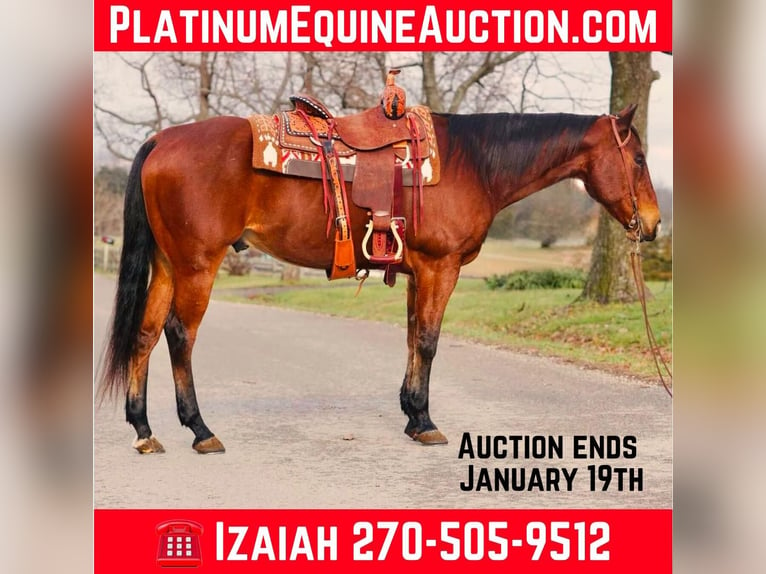 Quarter horse américain Hongre 12 Ans Bai cerise in Rineyville KY