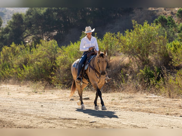 Quarter horse américain Hongre 12 Ans Buckskin in Ventura