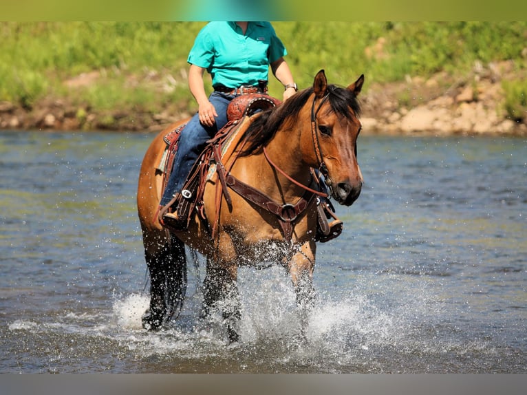 Quarter horse américain Hongre 12 Ans Buckskin in Clarion