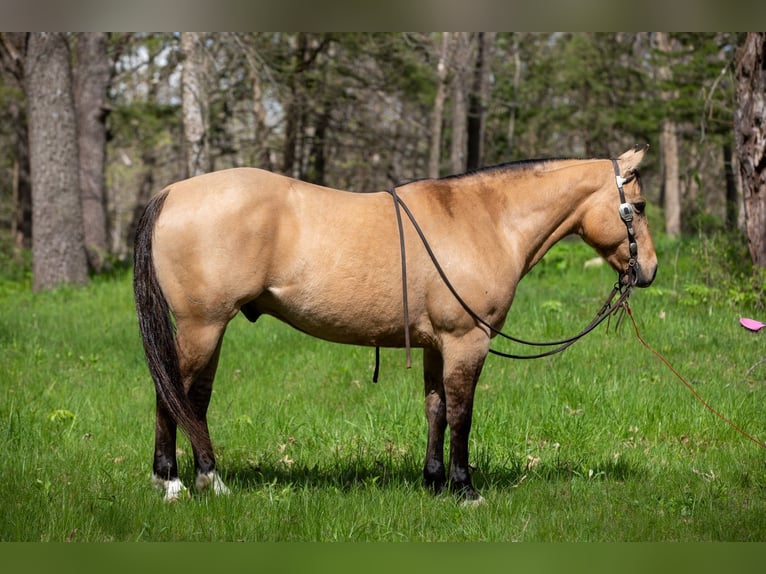 Quarter horse américain Hongre 12 Ans Buckskin in Bernard
