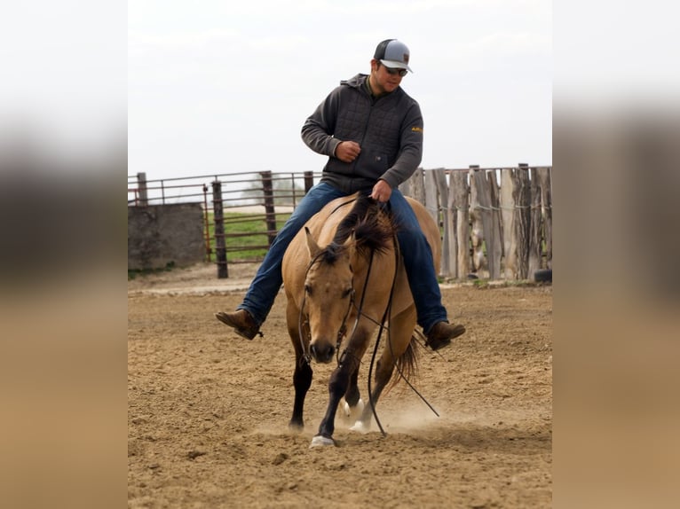 Quarter horse américain Hongre 12 Ans Buckskin in Bernard