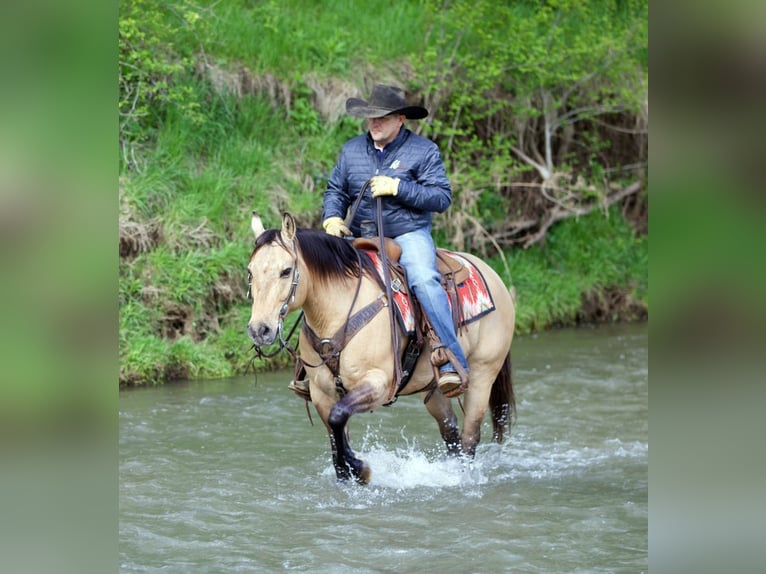 Quarter horse américain Hongre 12 Ans Buckskin in Bernard