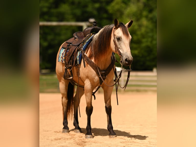 Quarter horse américain Hongre 12 Ans Buckskin in Rougemont