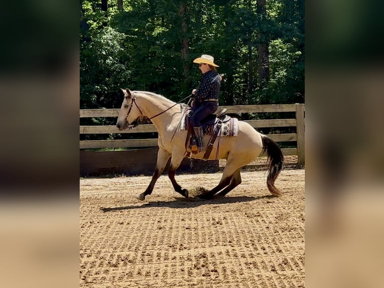 Quarter horse américain Hongre 12 Ans Buckskin in Rougemont