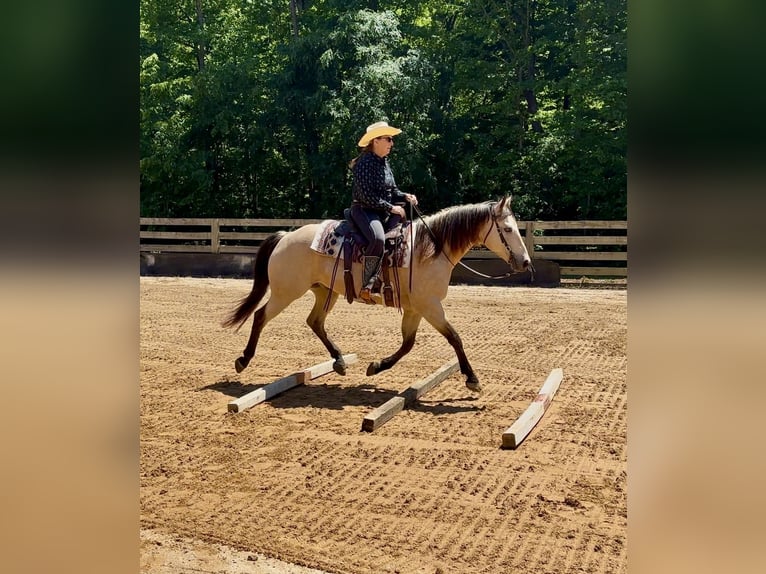 Quarter horse américain Hongre 12 Ans Buckskin in Rougemont