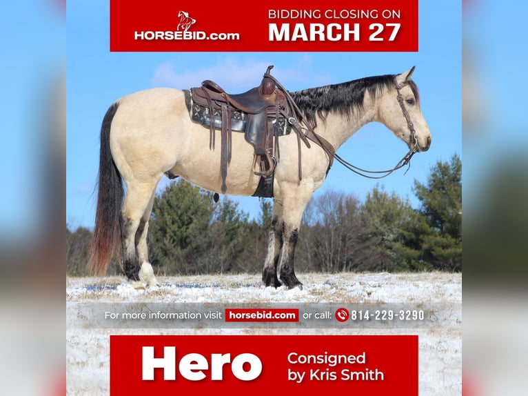 Quarter horse américain Hongre 12 Ans Buckskin in Clarion, PA