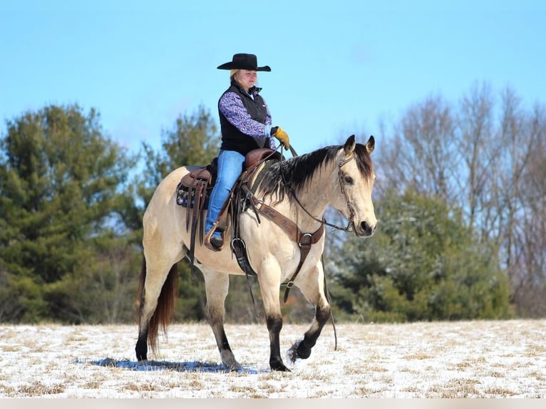 Quarter horse américain Hongre 12 Ans Buckskin in Clarion, PA