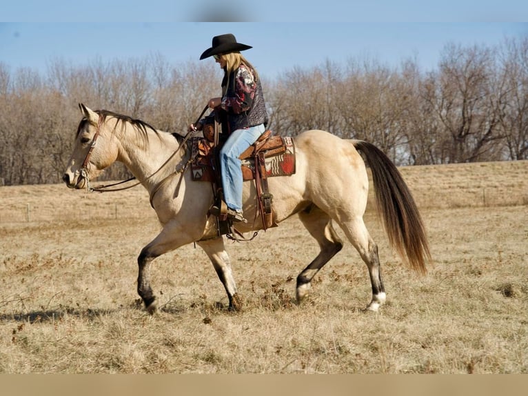 Quarter horse américain Croisé Hongre 12 Ans Buckskin in Valley Springs, SD