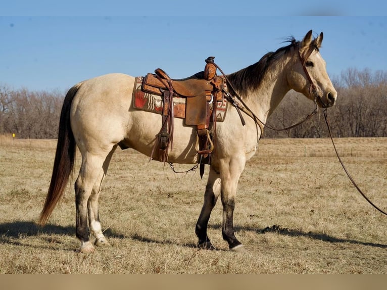 Quarter horse américain Croisé Hongre 12 Ans Buckskin in Valley Springs, SD
