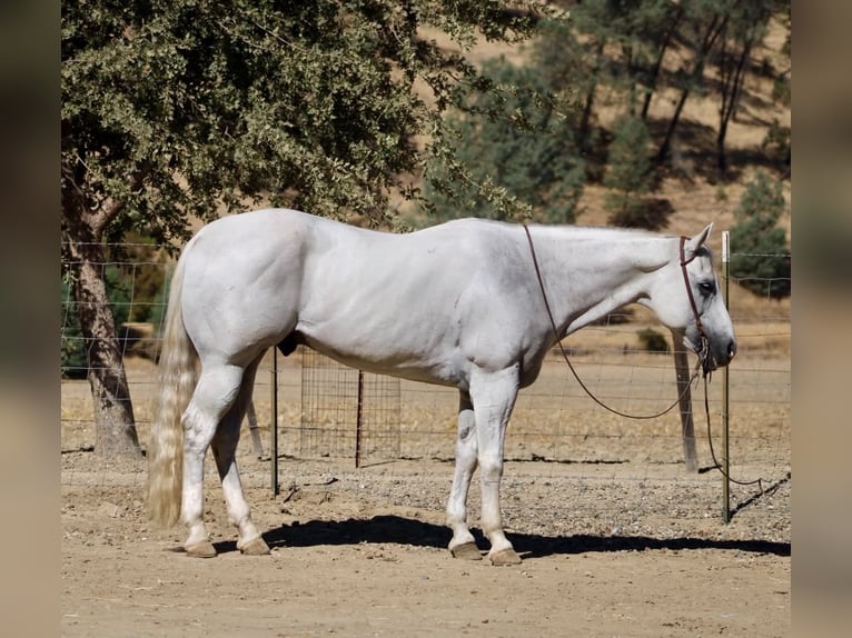 Quarter horse américain Hongre 12 Ans Gris in Tres Pinos