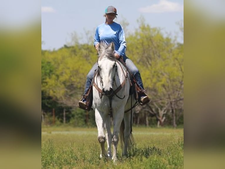 Quarter horse américain Hongre 12 Ans Gris in Weatherford TX