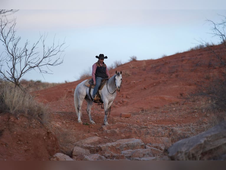 Quarter horse américain Hongre 12 Ans Gris in Sweet Springs MO