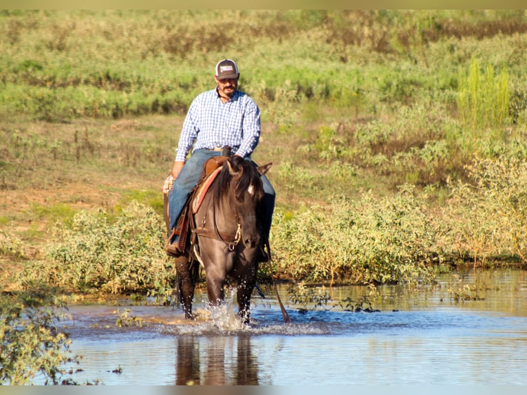 Quarter horse américain Hongre 12 Ans Grullo in Whitesboro