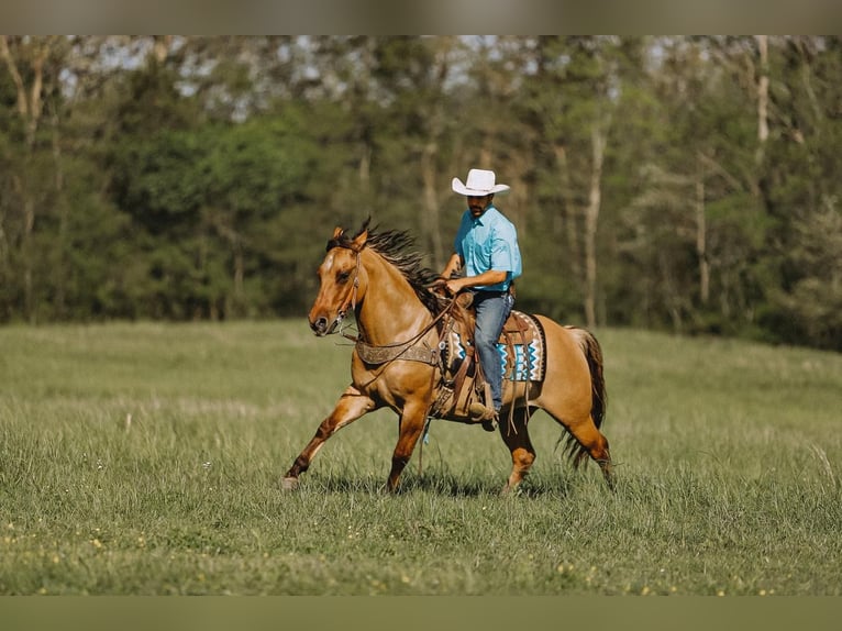 Quarter horse américain Hongre 12 Ans Isabelle in Lyles, TN