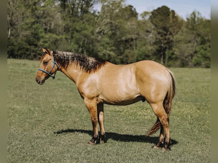 Quarter horse américain Hongre 12 Ans Isabelle in Lyles, TN