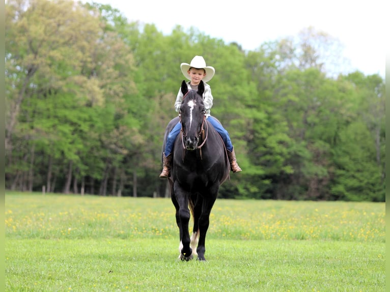 Quarter horse américain Hongre 12 Ans Noir in Clarion