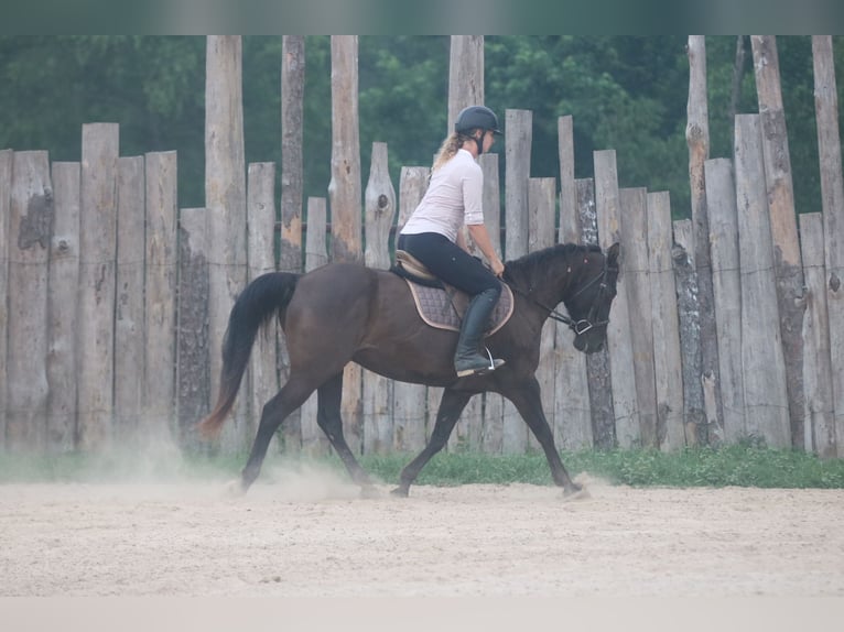 Quarter horse américain Hongre 12 Ans Noir in Athens