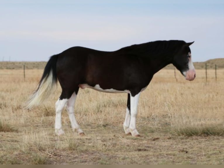 Quarter horse américain Hongre 12 Ans Noir in Canyon TX