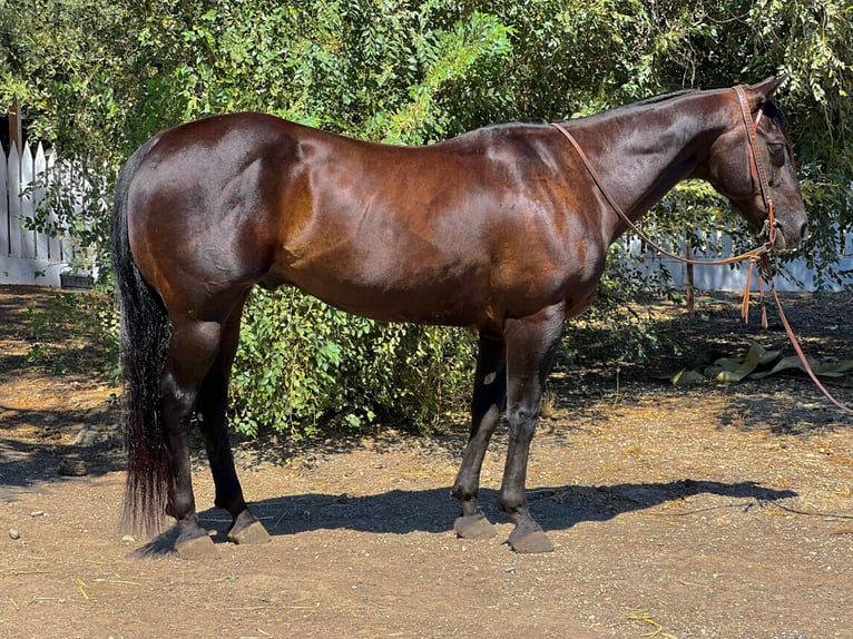 Quarter horse américain Hongre 12 Ans Noir in Bitterwater, CA