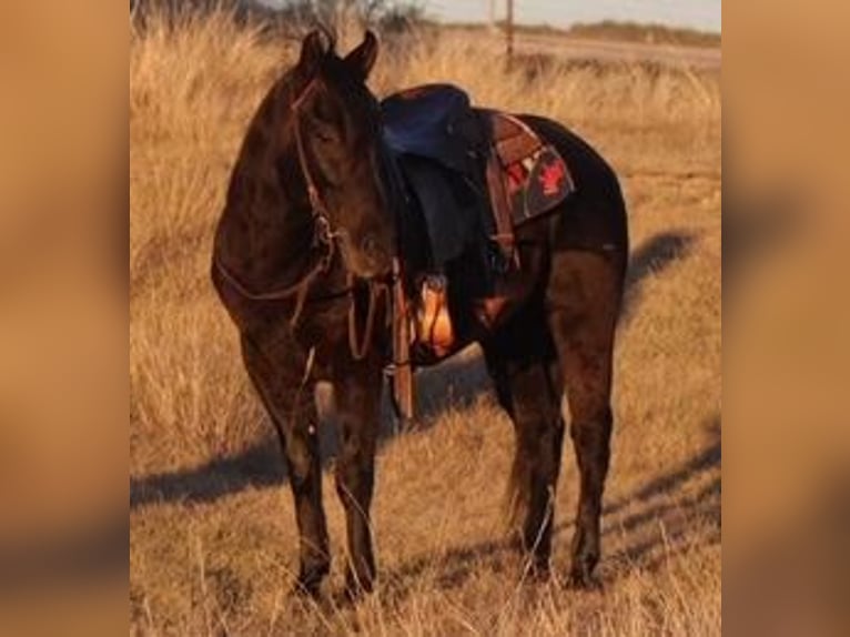 Quarter horse américain Hongre 12 Ans Noir in Mineral Wells TX