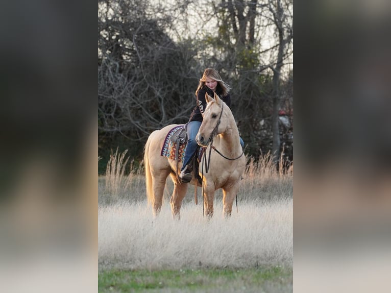 Quarter horse américain Hongre 12 Ans Palomino in Terrell, TX